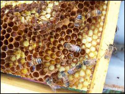 Preparing bees for winter
