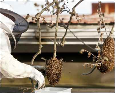 Bees for Free, collecting bee swarm, homesteading, homestead, homestead.org
