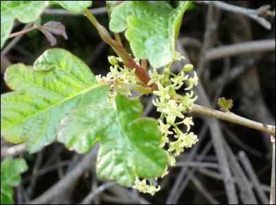 poison oak flowers