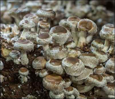 Shiitake mushrooms 