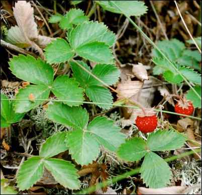 weeds as soil indicators wild strawberry