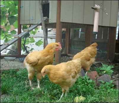 buff orpington chickens