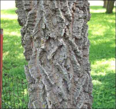 hackberry tree bark