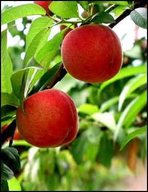 Planning the Homestead Orchard, planning an orchard, orchard planning, planting fruit trees, growing fruit trees, homesteading