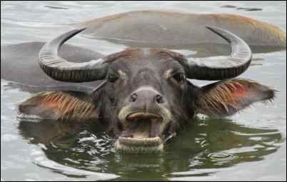 water buffalo, Weird Things to Grow and Market on the Homestead, homesteading