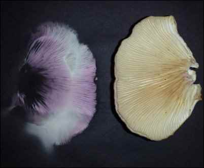 Oyster mushroom spore print