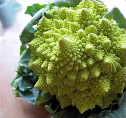 Romanesco broccoli, Weird Things to Grow and Market on the Homestead, homesteading