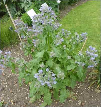 facts about borage, borage growing tips