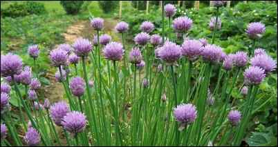 facts about chives, as well as growing tips for chives.