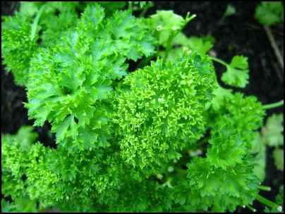 Parsley Growing Tips, Facts about Parsley
