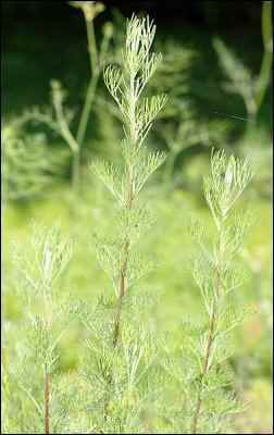 Artemisia Abrotanum, Artemisia Absinthium, wormwood, where does absinthe come from, absinthe origin