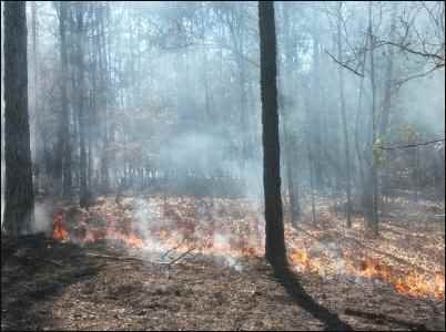 Prescribed Burns to Prevent Wildfires, homesteading, homestead