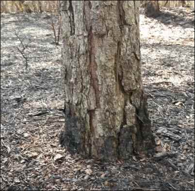 Prescribed Burns to Prevent Wildfires, homesteading, homestead