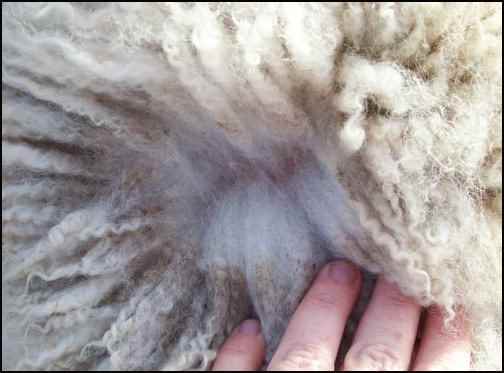 getting started spinning wool, spinning wool for beginners, how to spin wool, homesteading