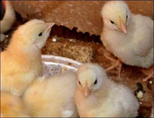 yellow chicks, Finding Community on the Homestead, homesteading
