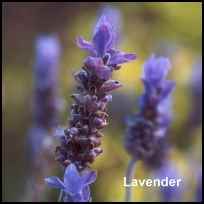 Doctoring on the Homestead, lavender