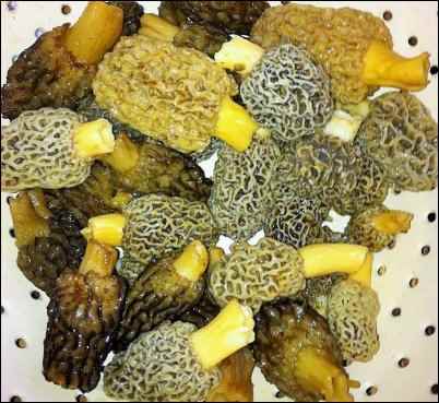 finding morels when homesteading in the backwoods on the Backwoods Homestead