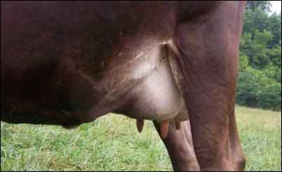 Risks in Purchasing a Pregnant Cow
