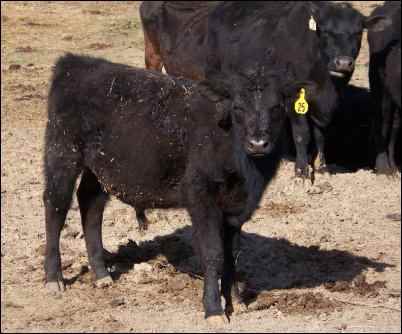 Beginner’s Guide to Buying Cattle, homesteading, homestead
