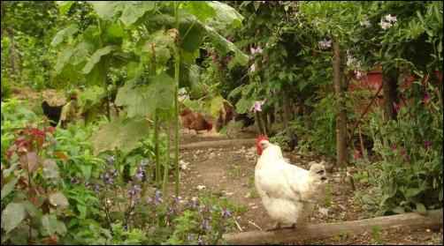 feeding your chickens, Lower chicken feed costs