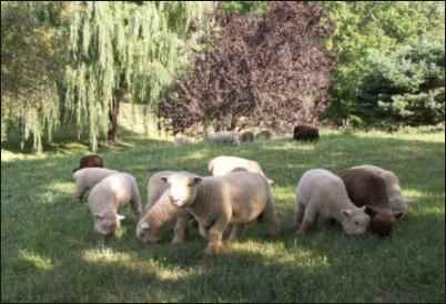 Babydoll Southdown Sheep flock