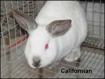 californian rabbit meat