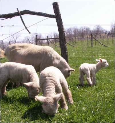 Babydoll Southdown lambs