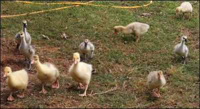 geese goslings
