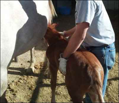 Grafting an Orphan Calf to a Surrogate Mother