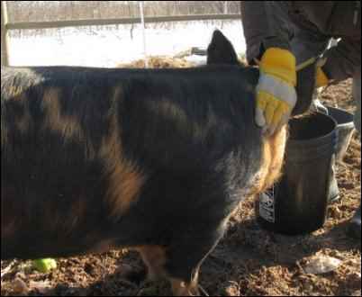 Pastured Pig eating