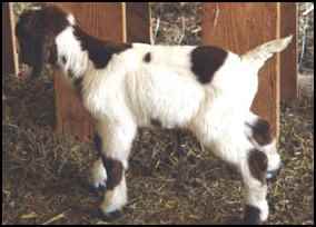 homestead goats boer goat