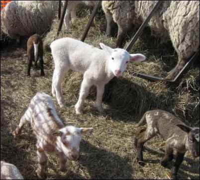 Uncertain Shepherdess, learning shepherding, sheep, lambs, keeping sheep