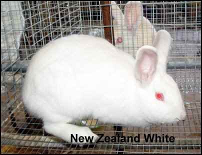 new zealand white rabbit
