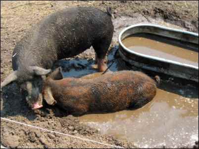 moving pastured pigs homesteading