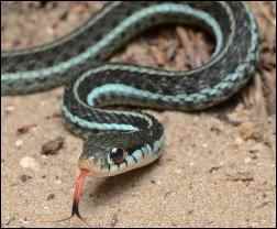 Bluestripe Garter Snake by Geoff Gallice