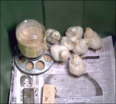 Hatching Chicks With an Incubator, Hatching eggs With an Incubator, homesteading, homestead, chickens
