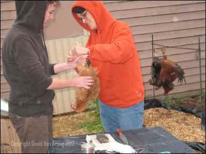 Processing Poultry Learn to Dispatch and Dress Chickens