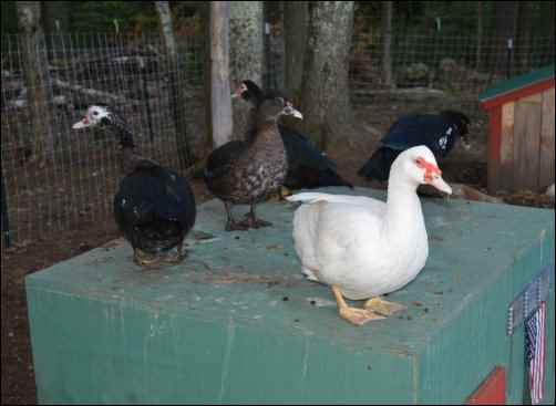 We decided to begin raising Muscovy ducks on the homestead. 16 white Muscovy ducks were ordered that February—I was a happy woman.