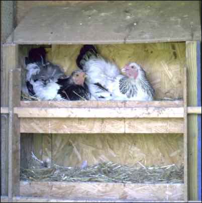 Surrogate mother hens