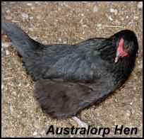 heritage breeds australorp