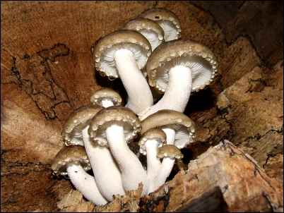 Elm Oyster mushroom (Hypsizgus ulmanarius)