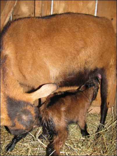 goat kidding birth baby kid