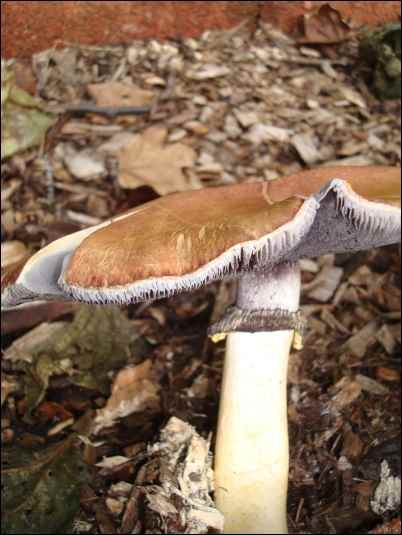 Wine Cap mushroom (Stropharia rugosoannulata)