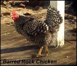 heritage breeds barred rock chicken
