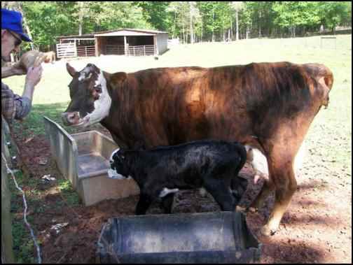 Howard, Wendy, and the calf