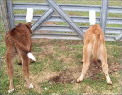 bottle calf jersey calves dairy, Raising dairy beef calves for profit is a great way to earn some homesteading income