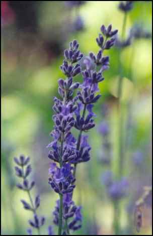 lavender, medicinal herbs, homesteading