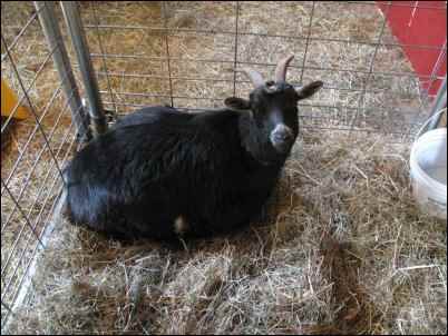 goat kidding birth 