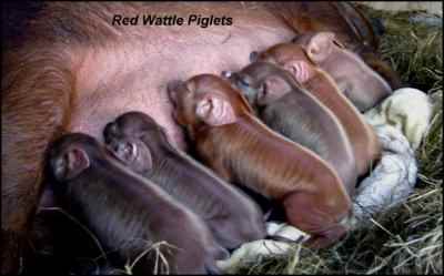 heritage breeds red wattle pigs