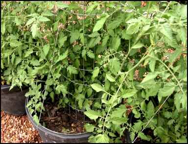 container gardening, homesteading